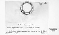 Sphaerosoma echinulatum image
